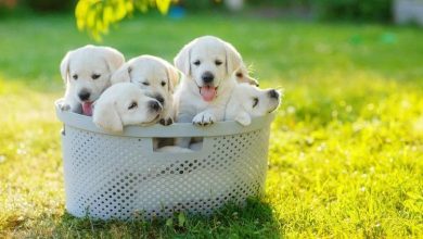 dog names