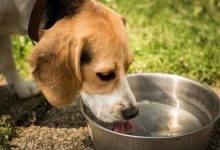 How Much Water Should Dogs Drink
