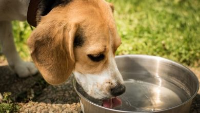 How Much Water Should Dogs Drink
