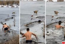 a brave act of rescue saving a stranded dog from icy waters