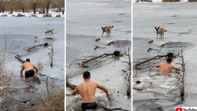 a brave act of rescue saving a stranded dog from icy waters